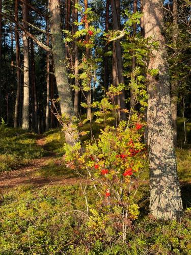 a bush with red flowers in the woods at 11 Pine View in Ķesterciems