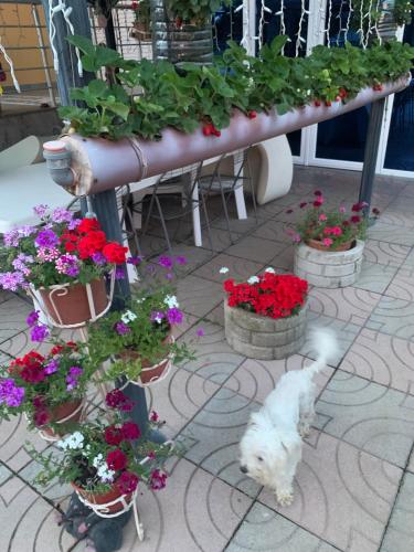 a white dog standing in front of some flowers at Hotel Villa Linda in Shkodër