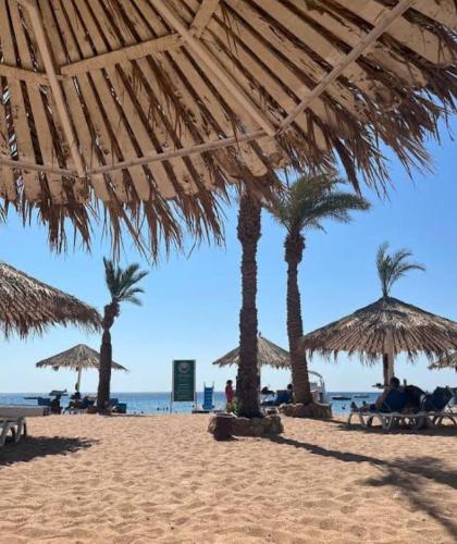 a beach with many straw umbrellas and palm trees at Sharm dreams vacation club in Sharm El Sheikh
