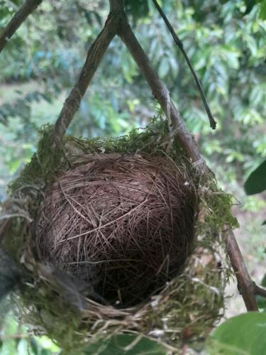 a bird nest hanging from a tree at Chalé Floresta Toca da Serra in Iporanga