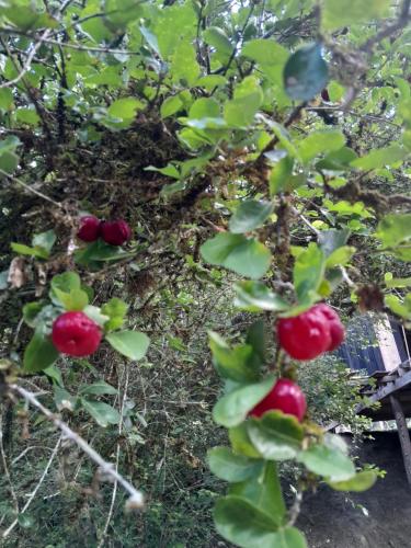 a plant with red apples growing in a garden at Chalé Floresta Toca da Serra in Iporanga