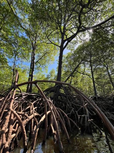 a tree root bridge in the water in a forest at Pousada Águas de Tamandaré in Tamandaré