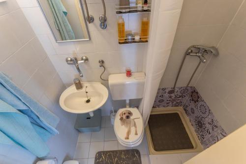 un piccolo bagno con un cane nei servizi igienici di Holiday house with a swimming pool Vinez, Labin - 22240 a Vinež