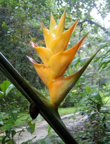 a yellow flower is growing on a plant at L'EDEN DE JOSEPHINE in Le Moule