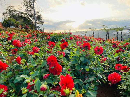 Κήπος έξω από το Việt Úc Flower Garden