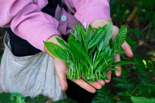 two hands holding a bunch of green plants at Bikki's jungle homestay in Ha Giang