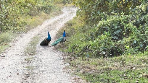 two peacocks walking down a dirt road at Hotel Safari Suite in Sauraha