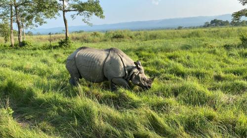 a rhino laying in the grass in a field at Hotel Safari Suite in Sauraha