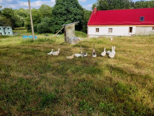 a group of ducks in a field with a barn at Jílová tvrz in Rožmberk nad Vltavou
