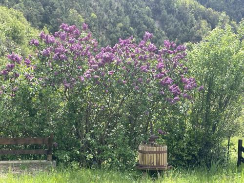 a bush of purple flowers next to a bench at Maison Gaia in Valdeblore