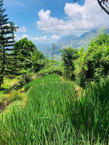 a field of grass with mountains in the background at Awesome Place in Ella