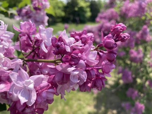 札幌的住宿－APA札幌薄野站前飯店，树上一束紫色的花