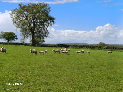a herd of sheep grazing in a field with a tree at Les Chaumes Violettes-Chambres & Table d'hôtes à la campagne, Berry in Cluis