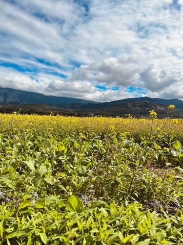 a field full of yellow flowers on a cloudy day at 遇見 雲山居 in Fuli
