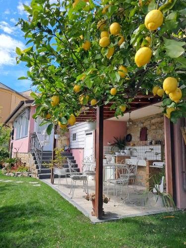 a lemon tree with chairs and a table in a yard at Florinda Lemon's Suite in Cervo