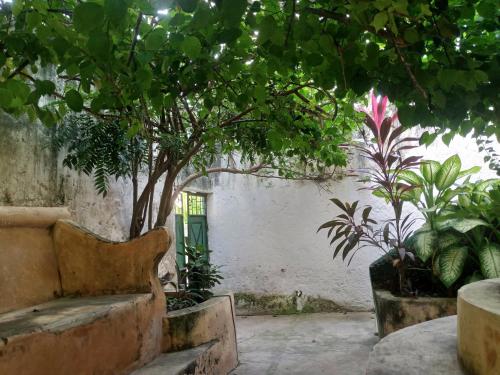 einen Innenhof mit einem Baum und einigen Pflanzen in der Unterkunft Tabassam Guest House in Lamu