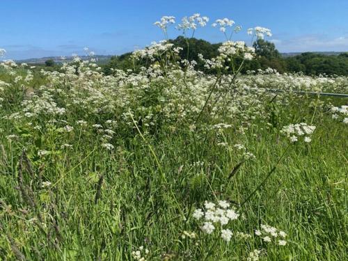 a field of white flowers in a field of grass at Riding Farm Cottages in Gateshead
