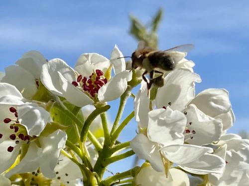 a bee pollinating a white apple flower at Riding Farm Cottages in Gateshead