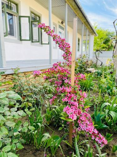 a garden with pink flowers in front of a house at Casa din Port in Jurilovca