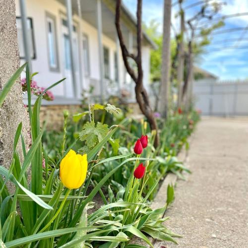 a group of flowers in front of a house at Casa din Port in Jurilovca