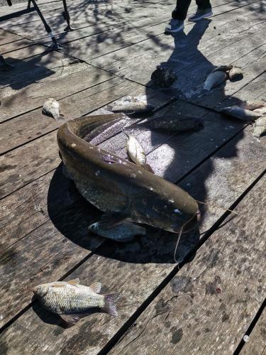 a group of fish sitting on a wooden deck at Casa Luis Coronini in Coronini