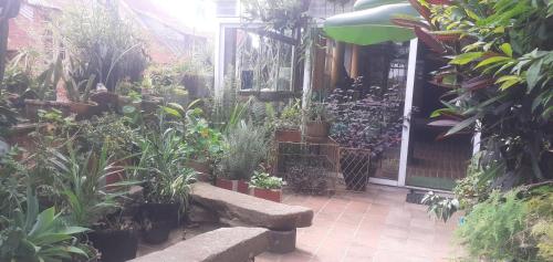 a garden with a bunch of plants and a bench at Le Karthala Chambres D'Hotes in Antananarivo