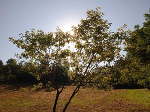 a tree in a field with the sun behind it at La Casa Rossa -Dimora di campagna in Montechiaro D'acqui