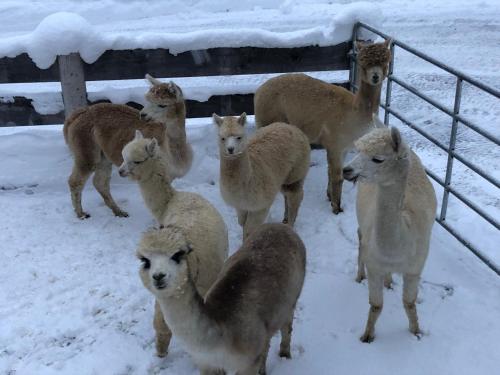 a group of sheep standing in the snow at Oberstockerhof in Sankt Johann im Pongau
