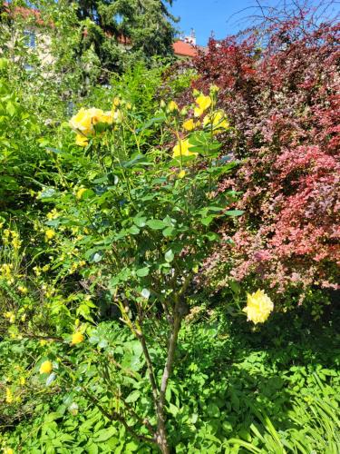 a tree with yellow flowers in a garden at Hotel Pension Alte Mühle in Klosterneuburg