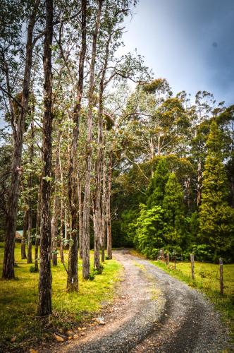 a dirt road through a forest with trees at Ghost Hill Road Retreat in Bilpin