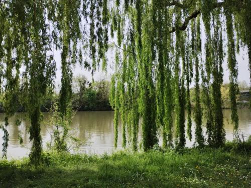 een huilende wilg die boven een lichaam van water hangt bij Cocon de Rueil-Malmaison in Rueil-Malmaison