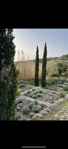 a group of three trees in a field at Domaine du Couvent de Saint Julien in Bonifacio