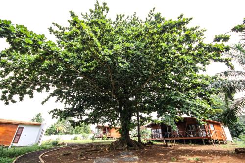 a tree in front of a house at Sonho Non in Santana