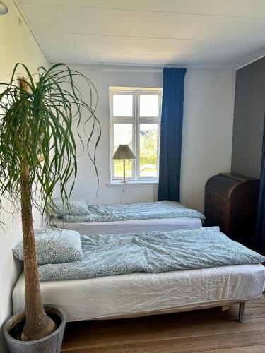 Bøgebjerggårds Gårdbutik في أسّينس: سريرين في غرفة نوم مع نبات الفخار