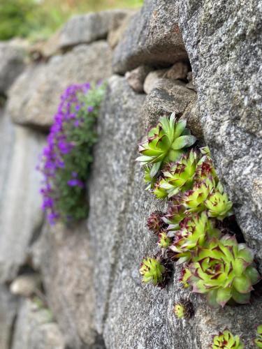 a bunch of flowers growing on a rock wall at Vacances au Bonhomme in Le Bonhomme