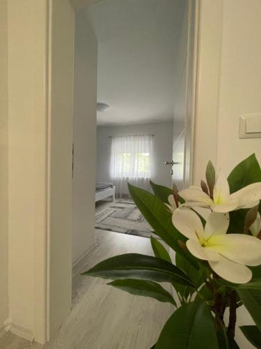 a living room with a plant in the middle of a room at Apartman Kis in Jajce