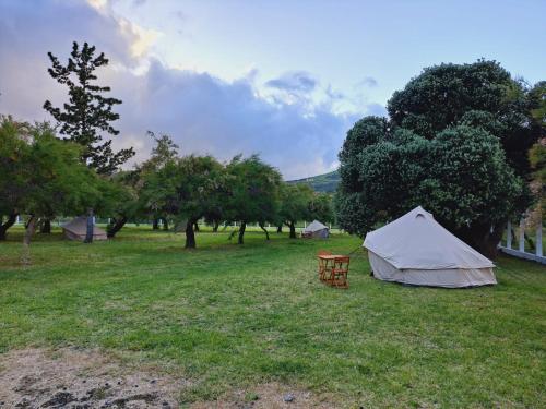 ein Zelt und einen Tisch auf einem Feld mit Bäumen in der Unterkunft Bearsu Nature Almoxarife in Horta
