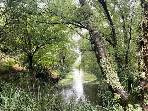 a stream in a forest with trees and a river at 5 o'clock Somewhere in Masterton