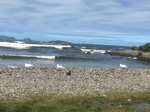 un grupo de pájaros parados en las rocas cerca del océano en WAPE economía comunitaria, en Teguaco