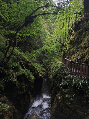 a wooden bridge over a stream in a forest at L'Oréline au cœur de la région des Lacs du Jura in Pont-de-Poitte