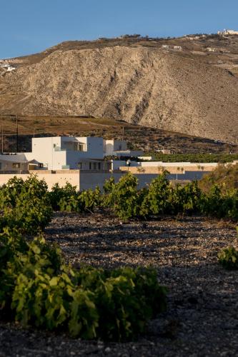a group of buildings in a field of vines at Windmillside Luxury Villas in Emporio Santorini