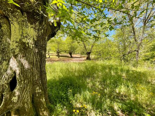 a tree in the middle of a grassy field at Camping El Madroñal in Fuenteheridos
