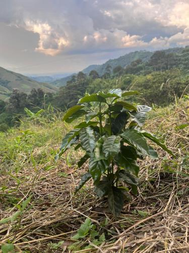 a green plant on the side of a hill at Finca La Macarena by Welttisch in Génova