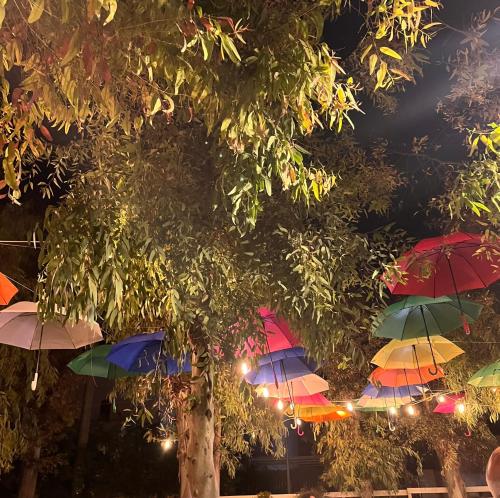 un grupo de coloridos paraguas colgando de un árbol en Casa vacanze Brezza di mare, en Campomarino