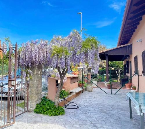 a wisteria tree in front of a building at Il Glicine di Luna in Torrimpietra