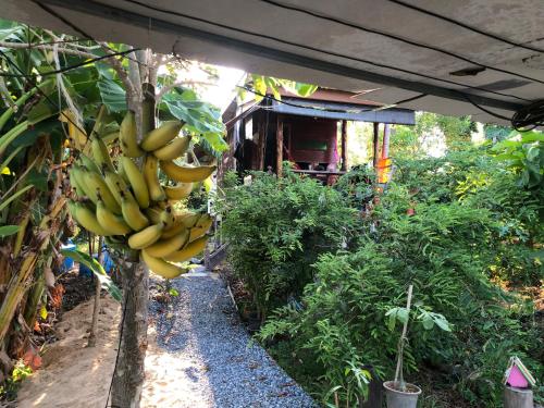Ein Haufen Bananen hängt an einem Baum in der Unterkunft Baan Sudjai homestay 