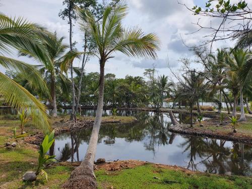 a group of palm trees next to a body of water at Casa Cereza in Tierra Oscura