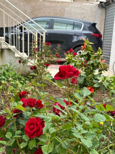 a garden with red flowers in front of a car at Mediterranean Villa Old Town in Vlorë