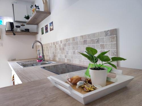 une assiette avec une plante sur un comptoir dans une cuisine dans l'établissement Studio cosy avec clim et terrasse idéal couple, à Avignon