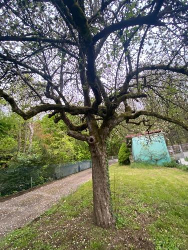 Κήπος έξω από το Au seuil de la Forêt 65m2 Nature & Spa